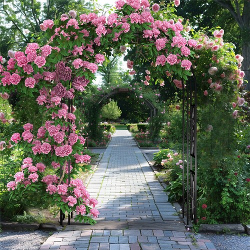 Thick strong garden arch plant - garden,