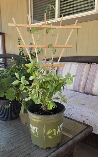 Cedar climbing trellis - climbing,